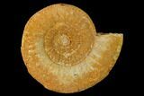 Callovian Ammonite (Perisphinctes) Fossil - France #153164-1